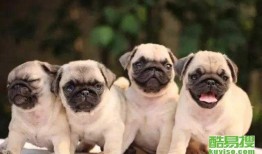 巴哥最新爆料事件新闻,揭秘娱乐圈惊人内幕