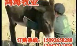 沈猛爆料老驴视频大全播放,老驴视频大全播放背后的惊人真相