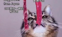 娱乐吃瓜酱小猫,揭秘娱乐圈那些不为人知的幕后故事