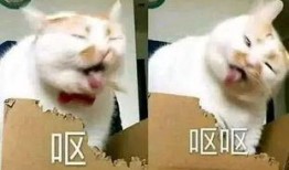 小狗女朋友爆料视频播放,揭秘萌宠背后的甜蜜生活