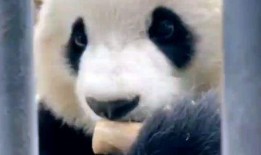 青姐爆料熊猫视频下载,熊猫视频下载攻略，轻松获取萌态瞬间！