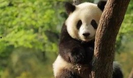 青姐爆料熊猫视频下载,熊猫视频下载攻略，轻松获取萌态瞬间！