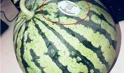 网红吃瓜 入口,揭秘娱乐圈幕后真相