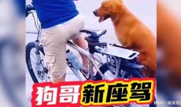 狗哥爆料新鞋视频播放在线观看,新鞋视频直播，抢先体验潮流新品！
