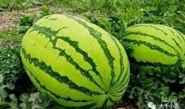 中卫网红吃瓜视频,揭秘当地美食与趣闻