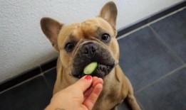 比特萝卜最新爆料是真的吗