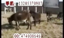 沈猛爆料老驴视频大全播放,老驴视频大全播放背后的惊人真相