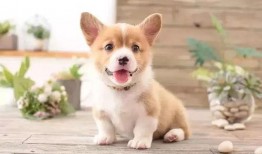 娱乐吃瓜酱养宠物,萌宠相伴，欢乐无限