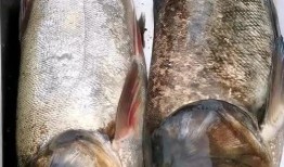 多鱼视频爆料是真的吗,真相究竟如何？