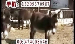 沈猛爆料老驴视频大全播放,老驴视频大全播放背后的惊人真相