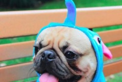 巴哥最新爆料事件新闻,揭秘娱乐圈惊人内幕