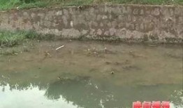 滕州小黑河跳河最新爆料,揭秘真相与救援行动”