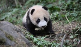 青姐爆料熊猫视频下载,熊猫视频下载攻略，轻松获取萌态瞬间！