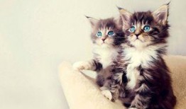 娱乐吃瓜酱小猫,揭秘娱乐圈那些不为人知的幕后故事